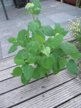 Annabelle bolhortensia