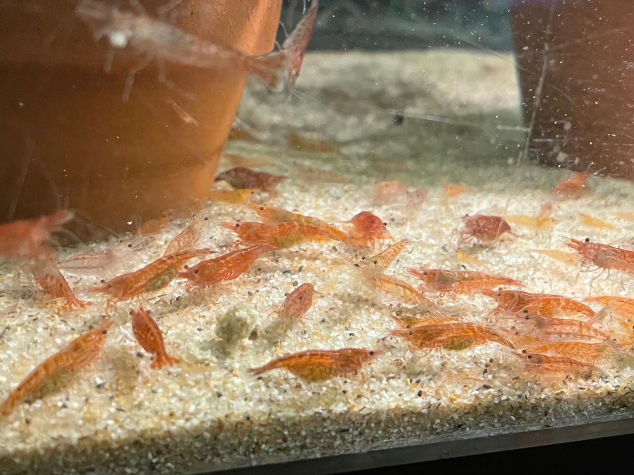 Oranje Neocaridina garnalen