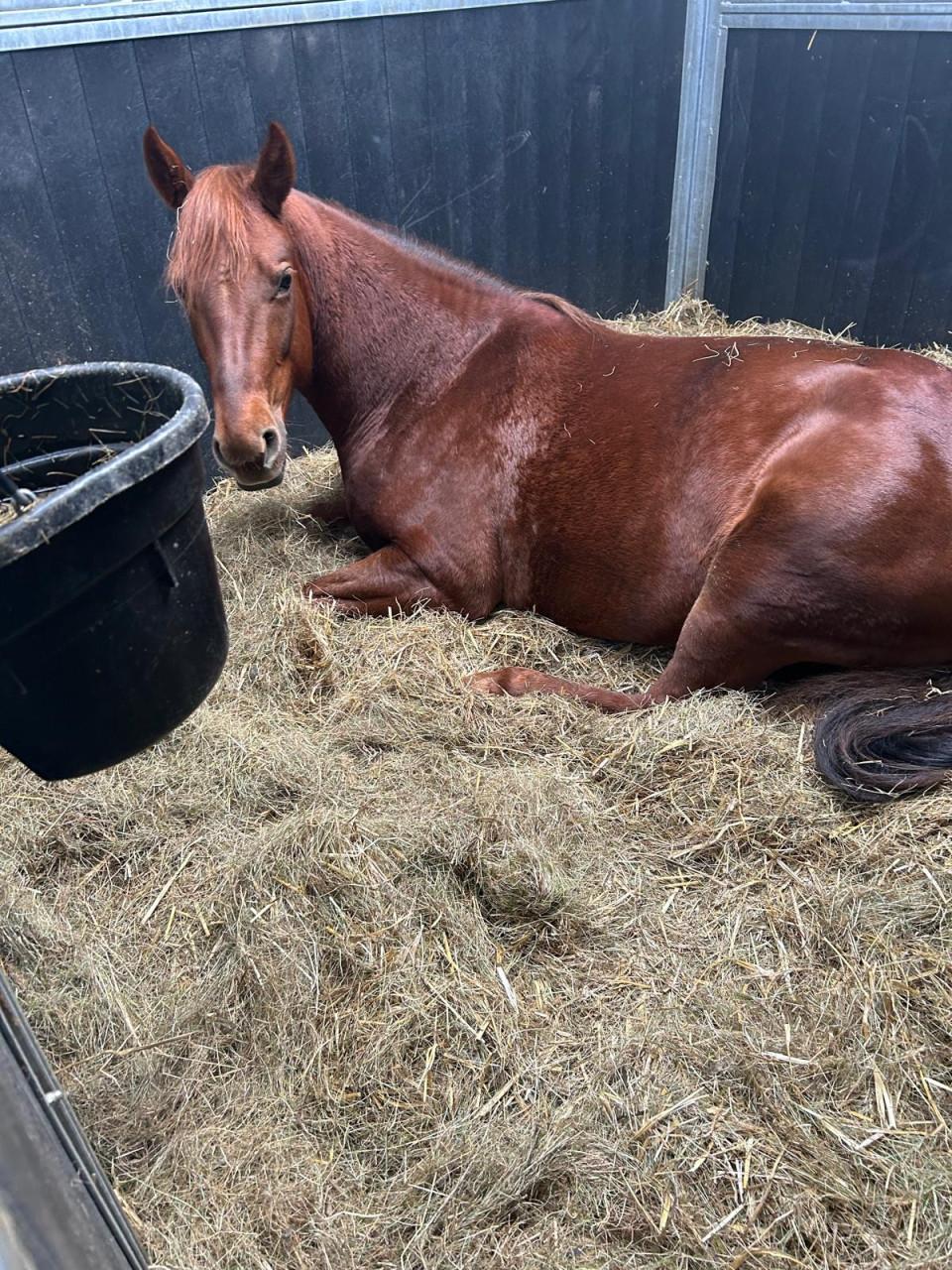 Gratis verzorgpaard (Quarter Horse)