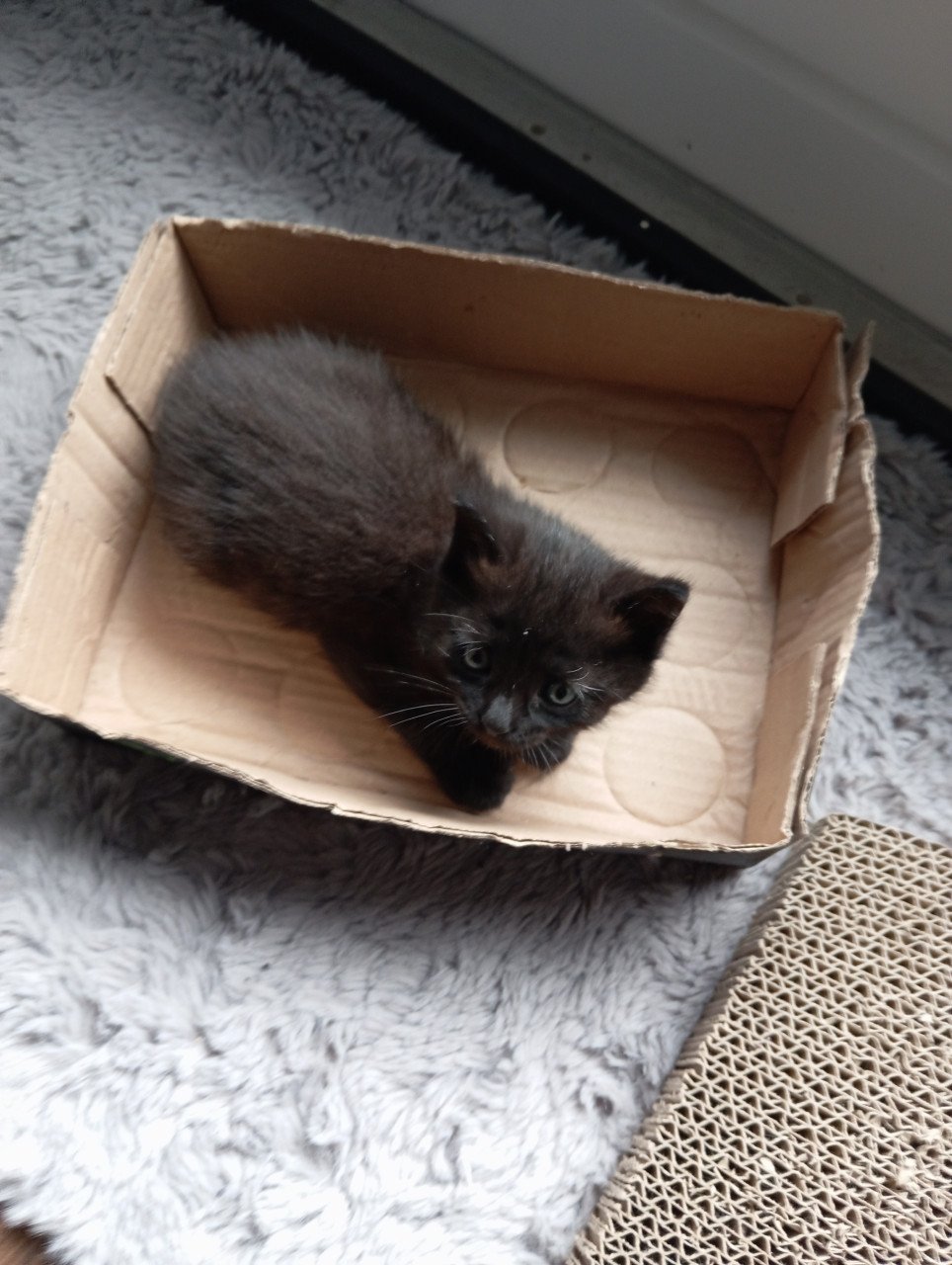 Kitten mannetje