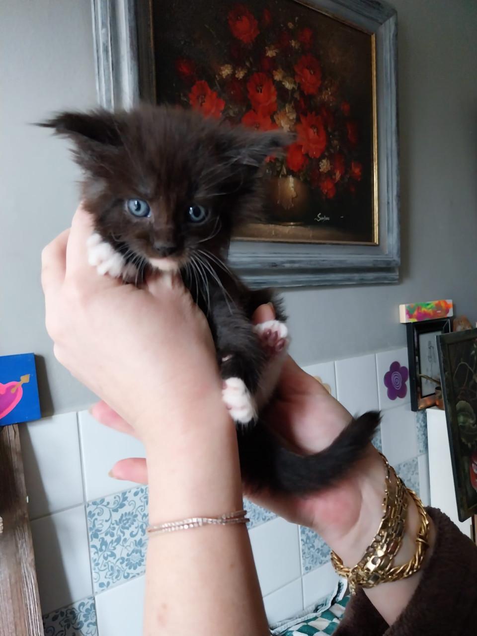 Prachtige Maincoon kittens