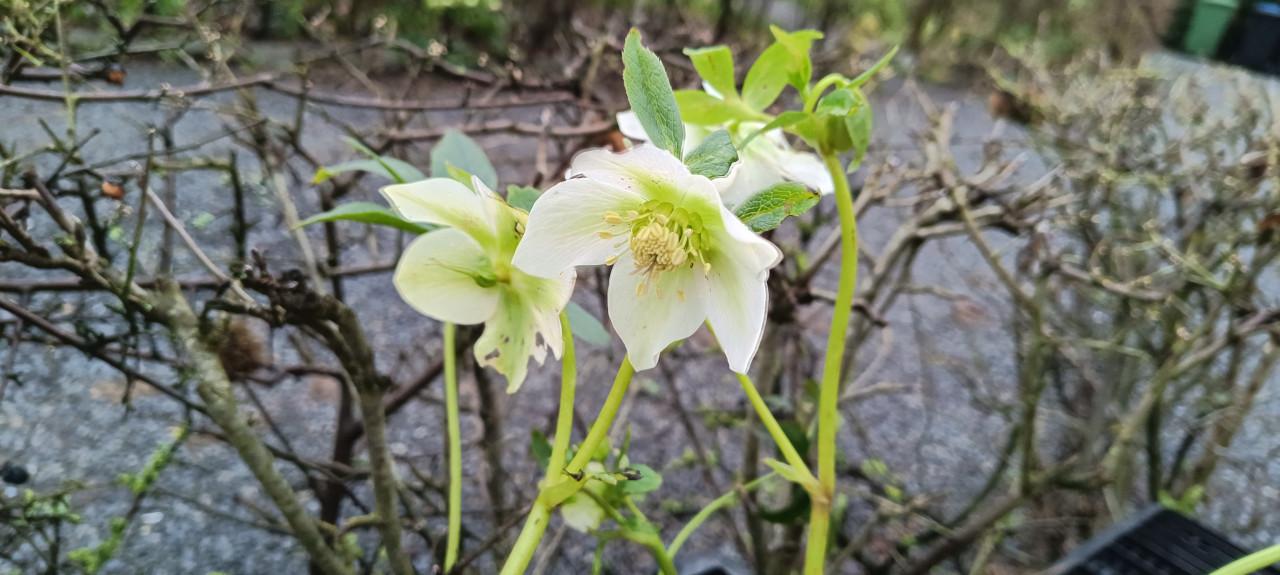 Het plantenkraampje staat er weer: mooie planten voor slechts €1,25 p/st.
