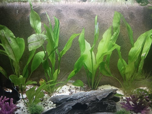 4 aquariumplanten