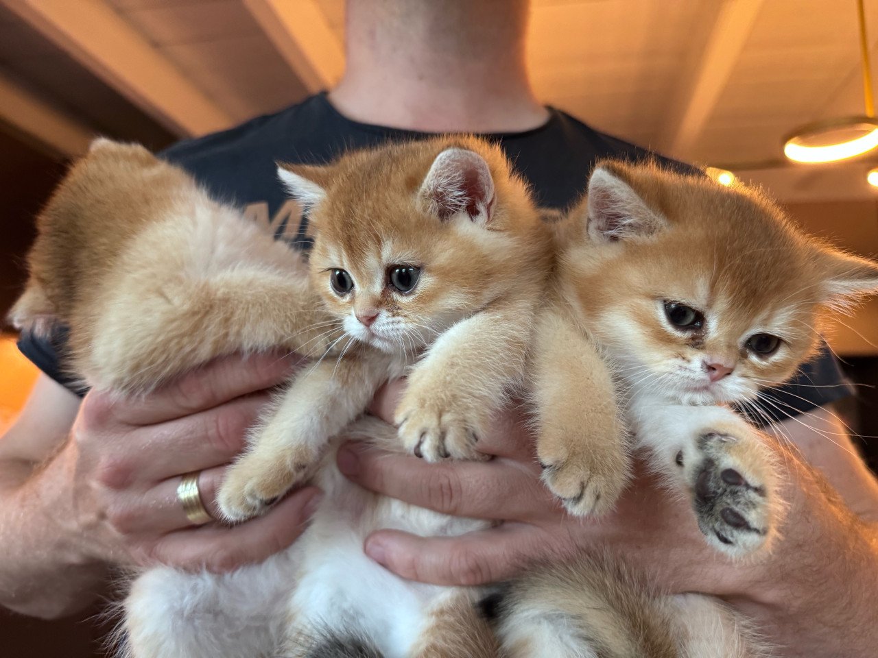 Kittens britse korthaar black golden shaded met stamboom