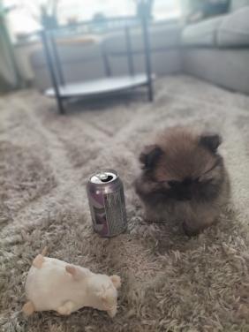 Heel klein pomchi/pomeranian teefje