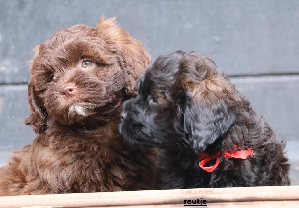 Shihpoo pups beschikbaar ( choco bruin en zwart gestroomd )