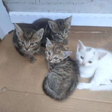 Europese kortharige kittens