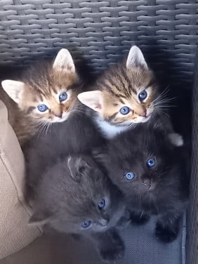 Kittens