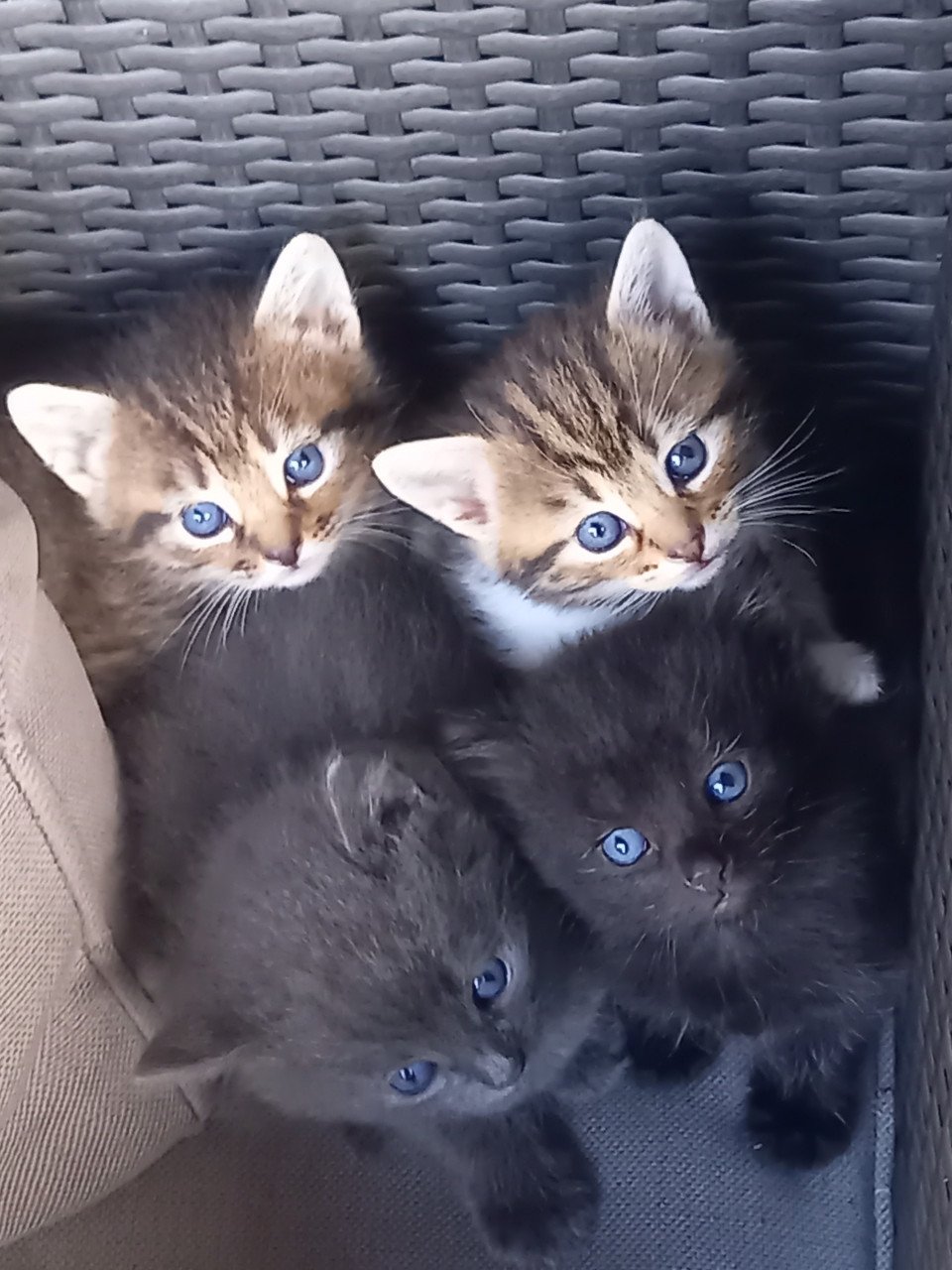 Kittens