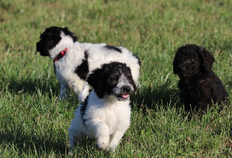 Labradoodle F1B pups beschikbaar