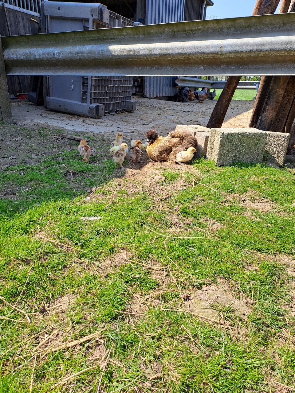 Kuikens te koop
