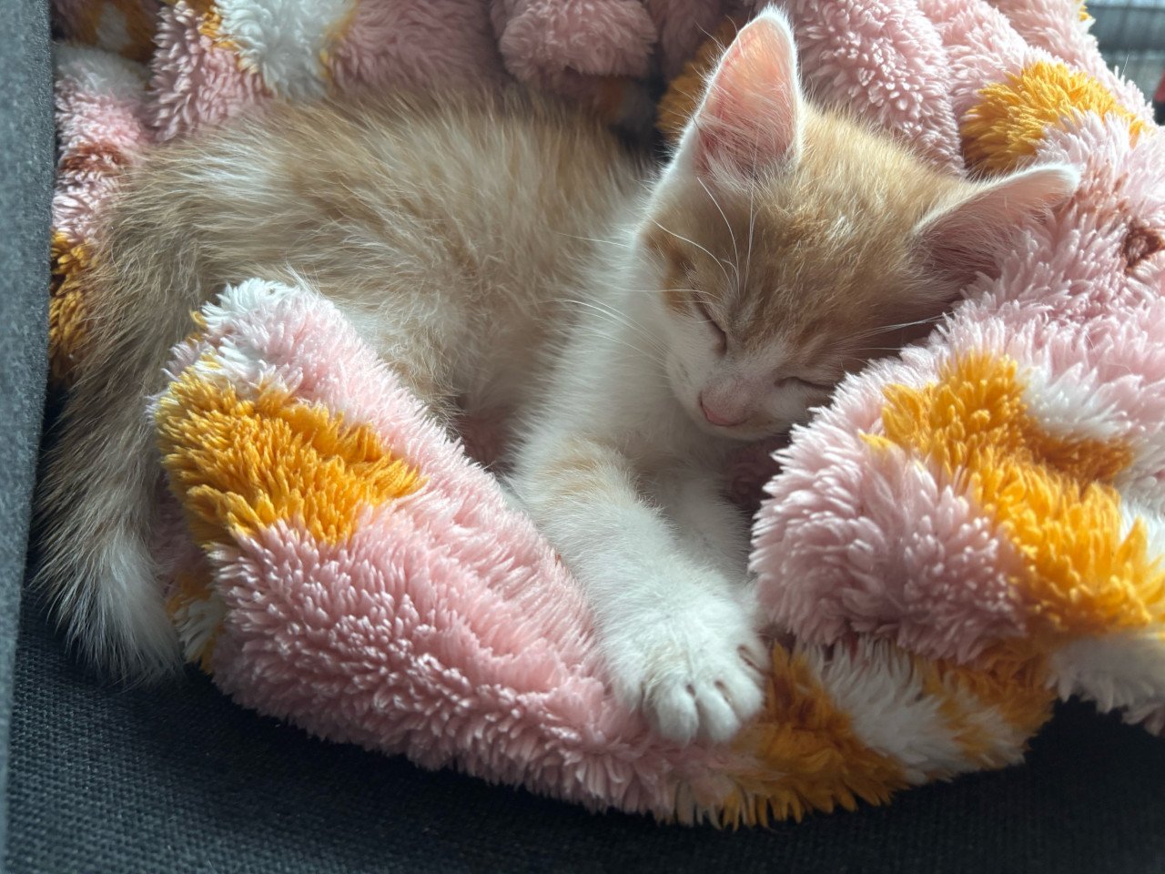 2 lieve kittens