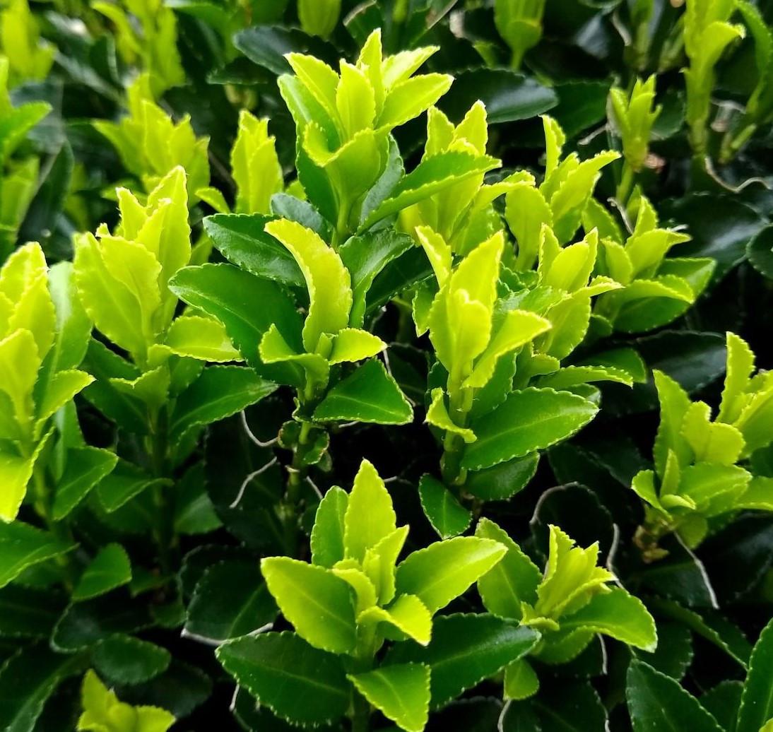 Euonymus japonicus 'Green Spire' groenblijvende haagplant