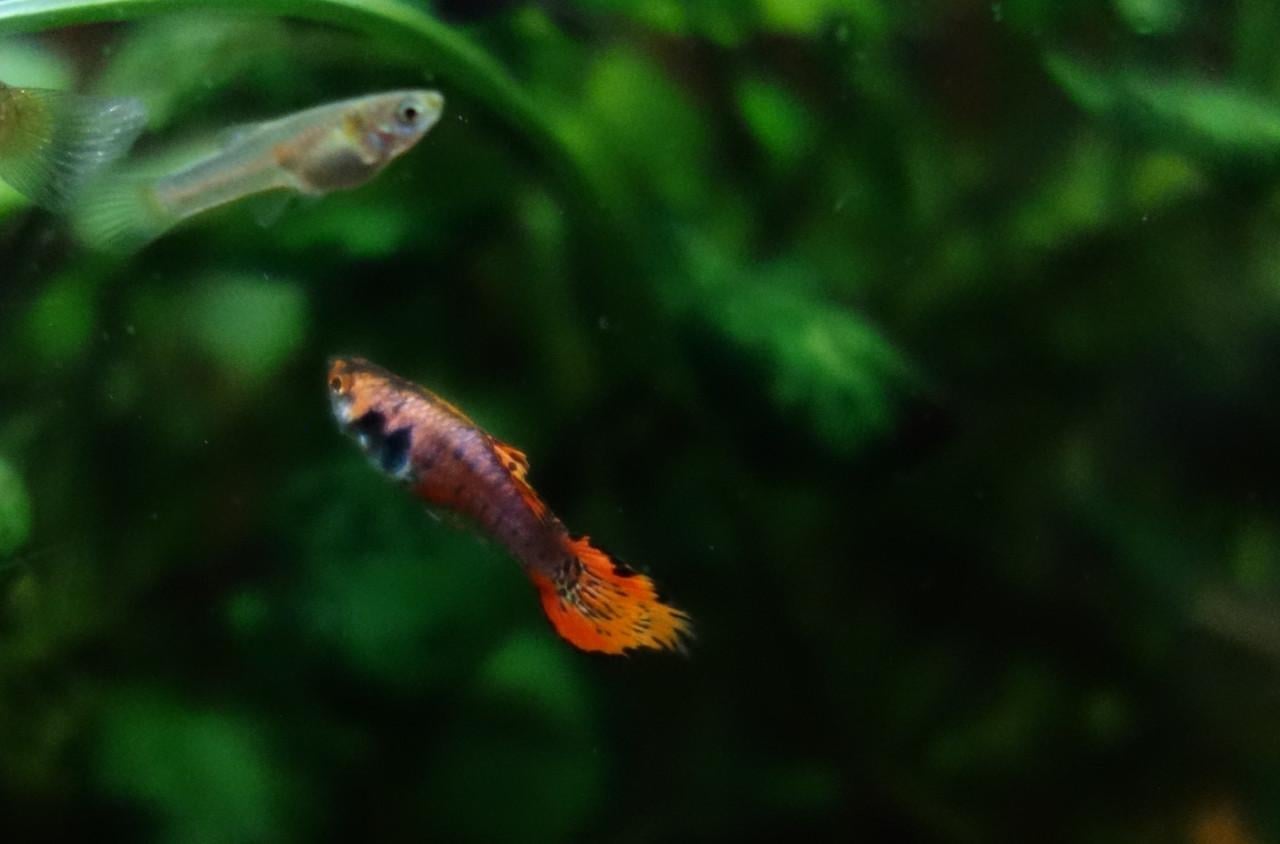 Endler guppen Yellow Tiger