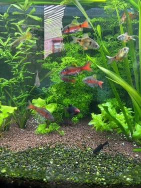 Aquarium visjes