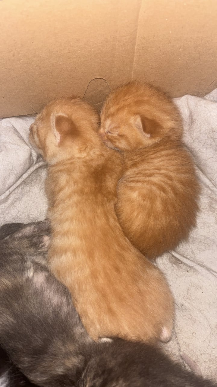 Mooie kittens te koop