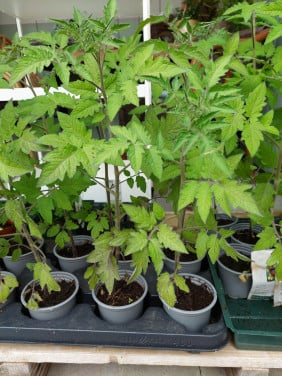 Tomatenplanten