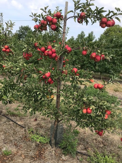 Fruitbomen in leivorm / Leibomen / Appel (Voorverkoop)