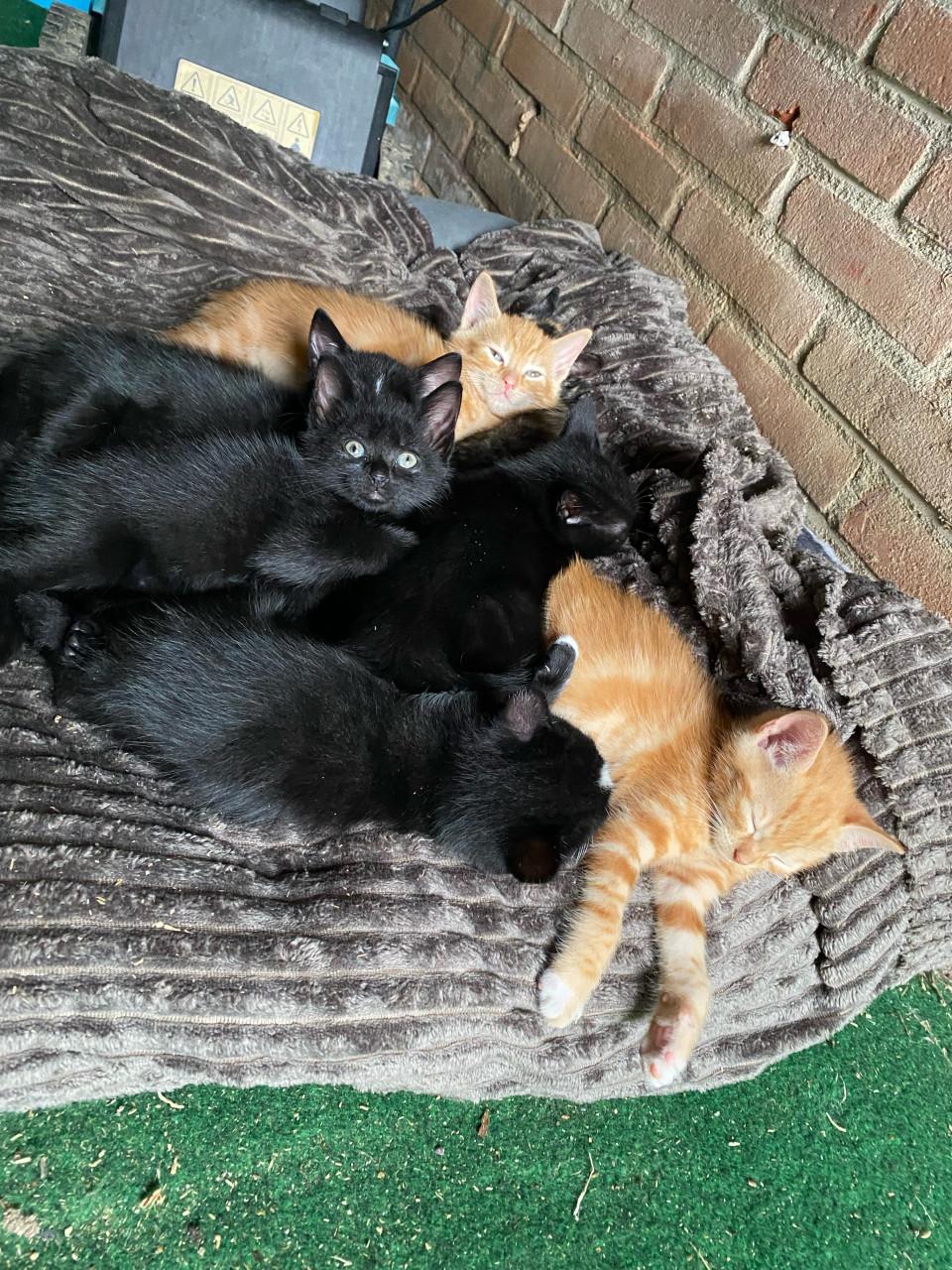 Kittens 🐾 (ingeent, ontwormd en ontvlooit) zoeken paleisjes. 👑