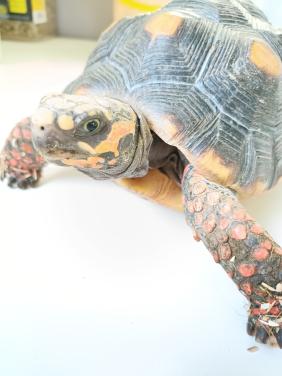 Testudo carbonaria vrouw volwassen