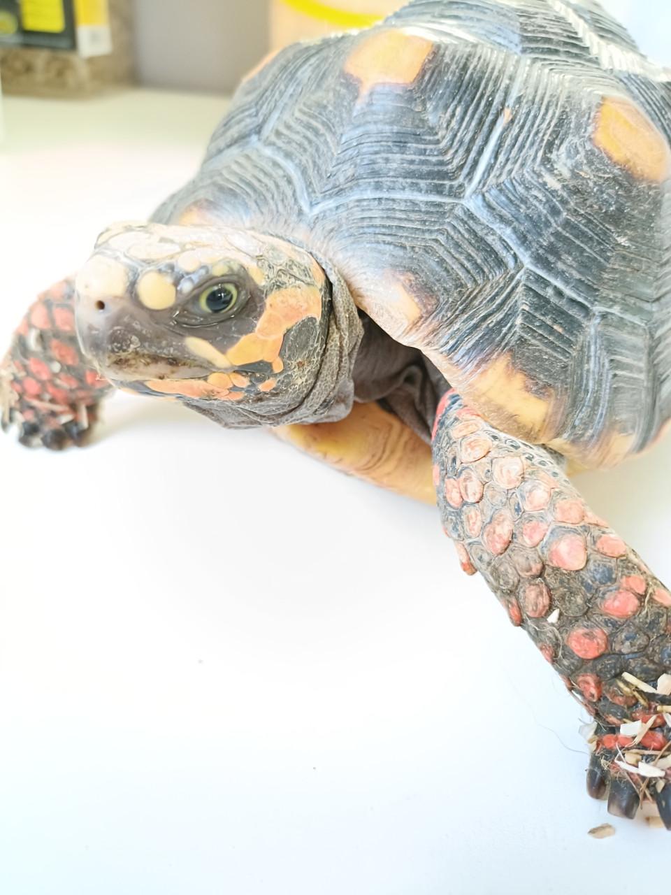 Testudo carbonaria vrouw volwassen