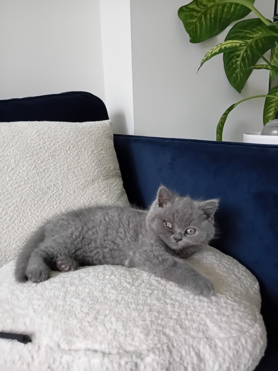 Super lieve Britse korthaar kittens
