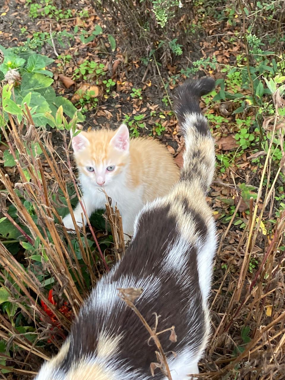Kittens