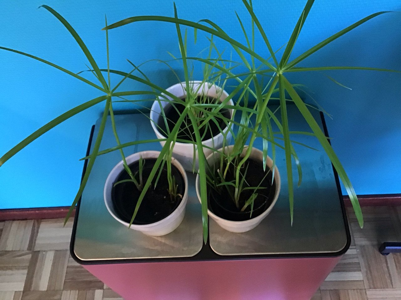 Parapluplanten
