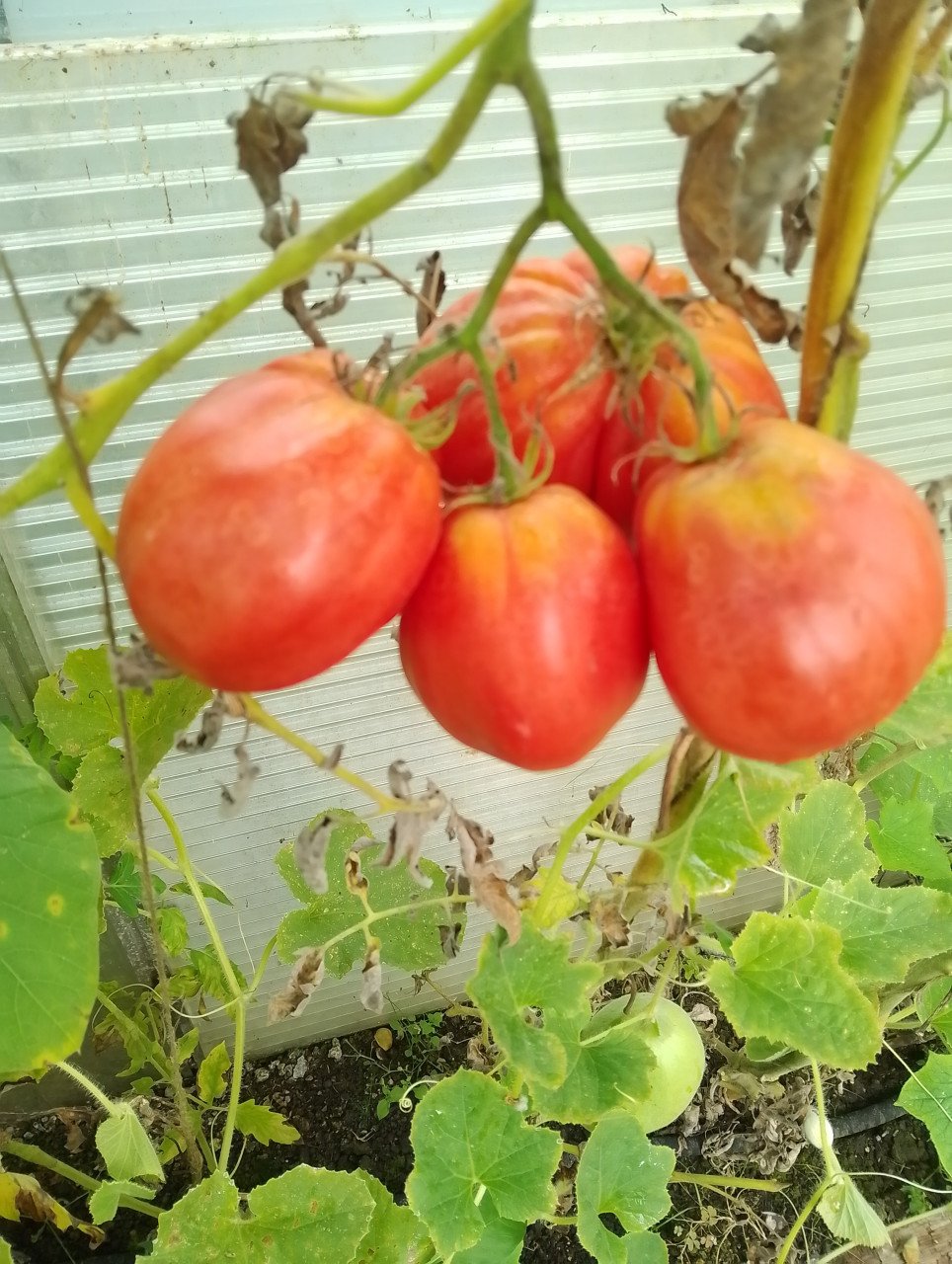 Bloemkool-en flespompoen-en 2 soorten tomatenplantjes