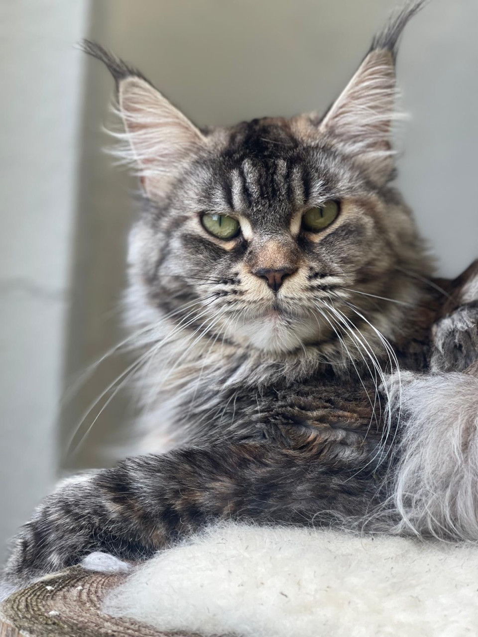 Xxl maine coon kittens