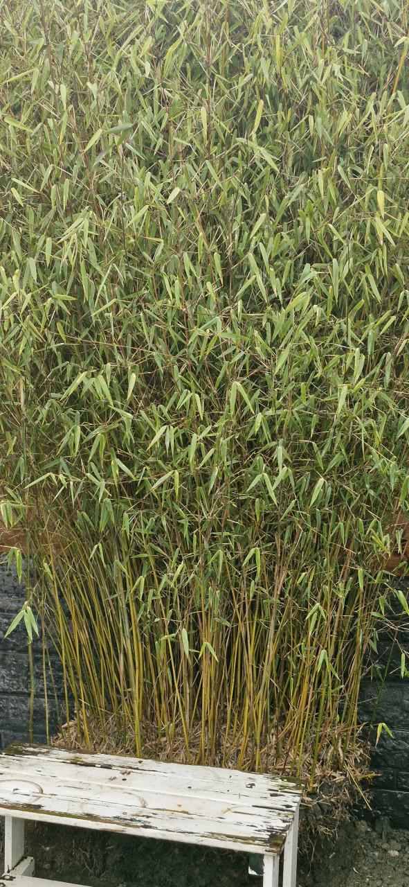 Bamboe voor in de volière