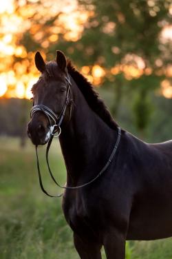 Weidemaatje paard