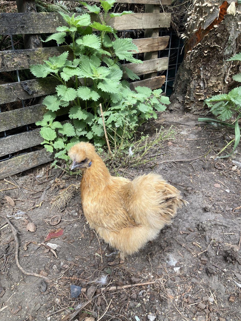 Broedeieren Jersey Giant, Brahma, zijdehoen en groenlegger