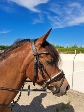 Knappe C pony merrie