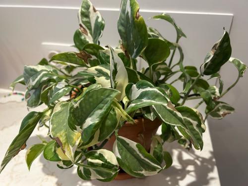 Kamerplant epipremnum N Joy