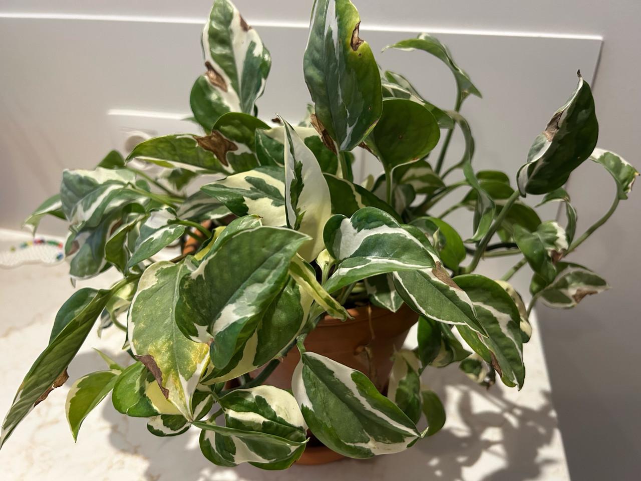 Kamerplant epipremnum N Joy