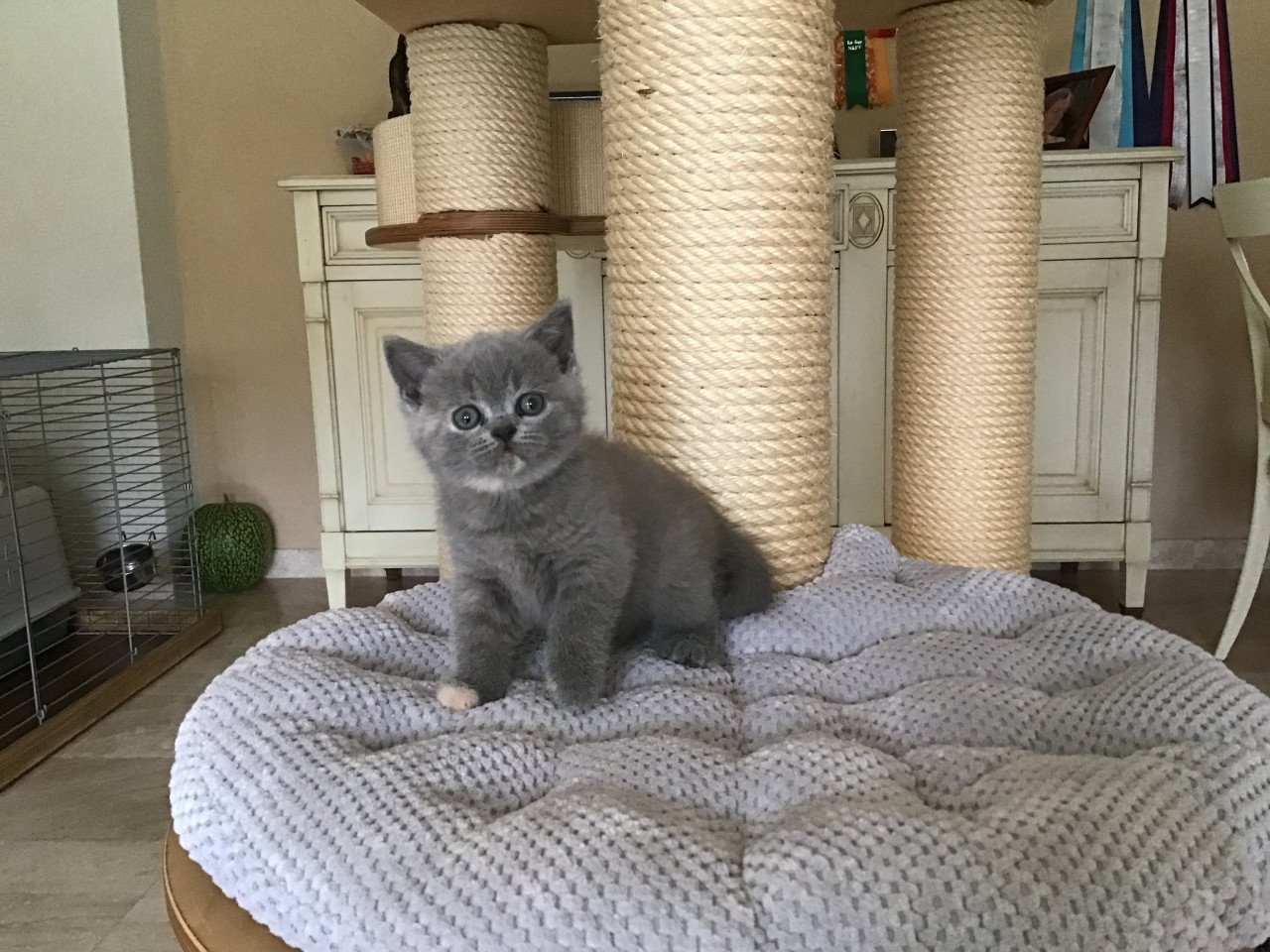 Brits Korthaar kittens