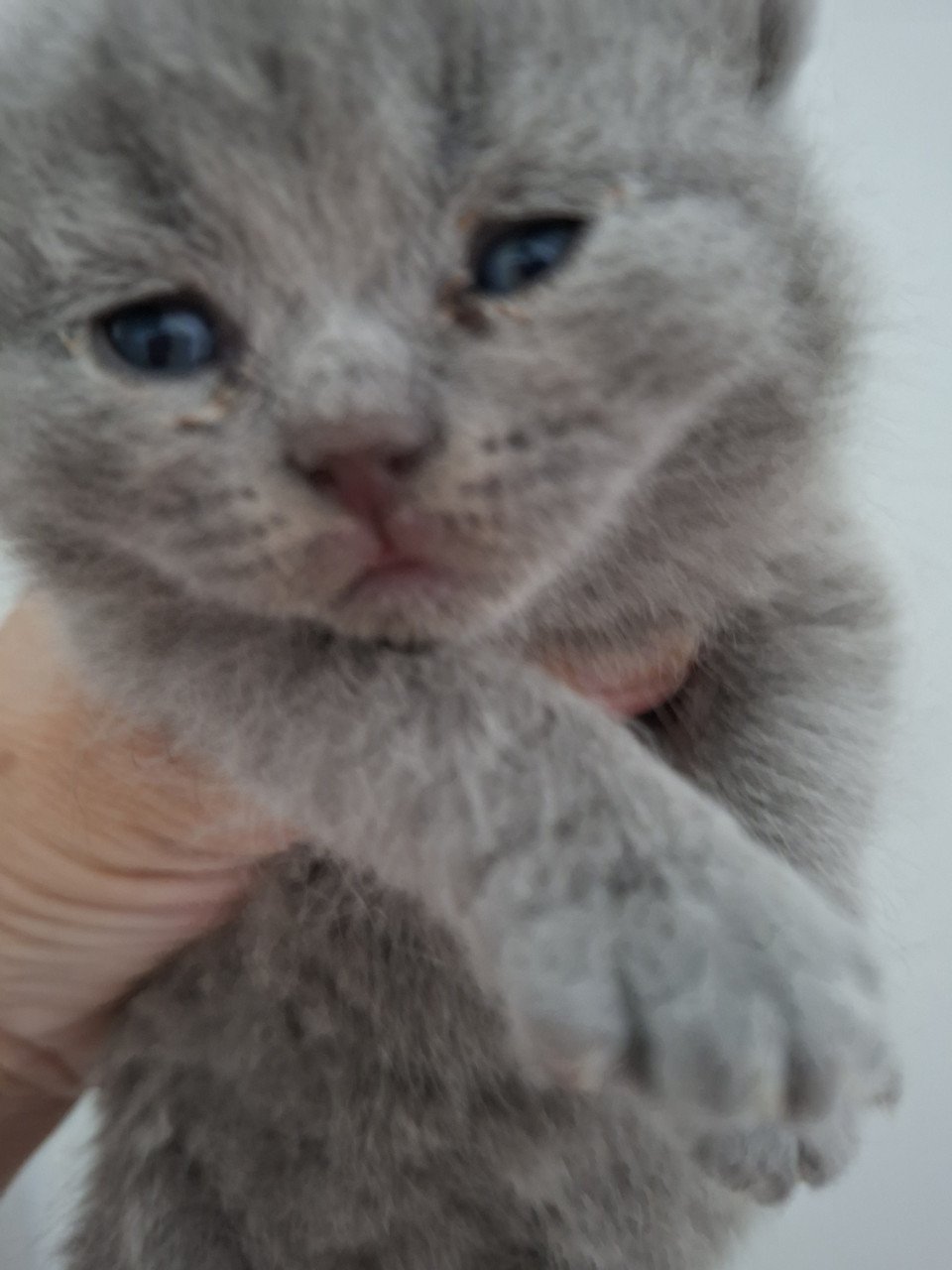 Britse korthaar kittens