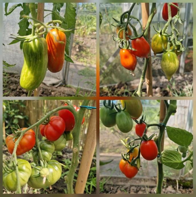 Vele rassen onbespoten tomatenplanten