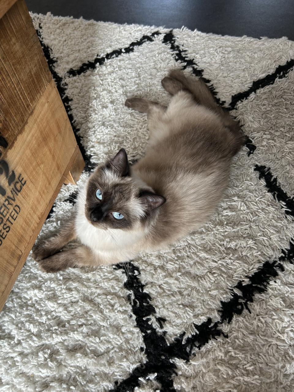 Ragdoll poes heldere blauwe ogen seal point 1,5 jr