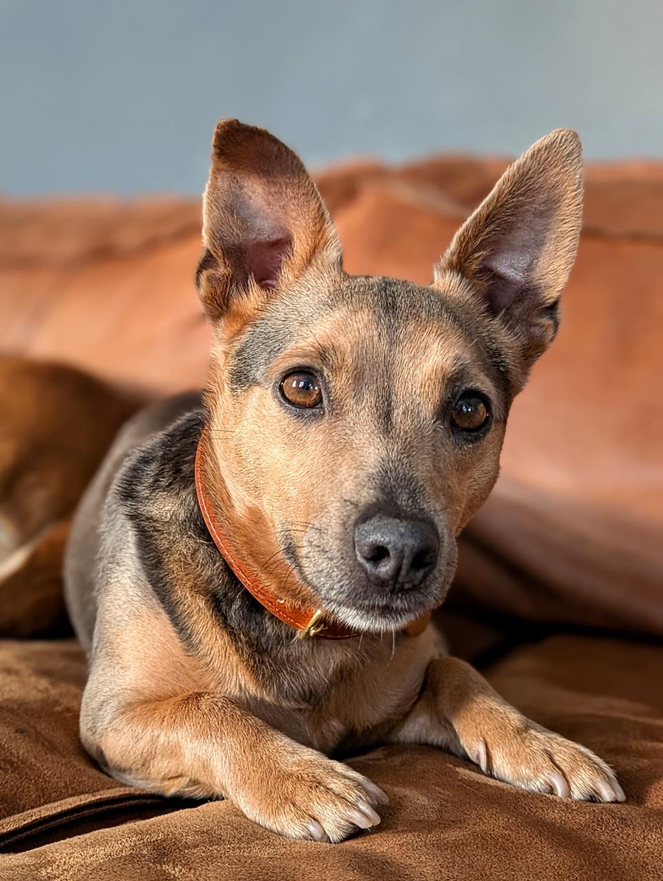 Blue tan Jack Russell
