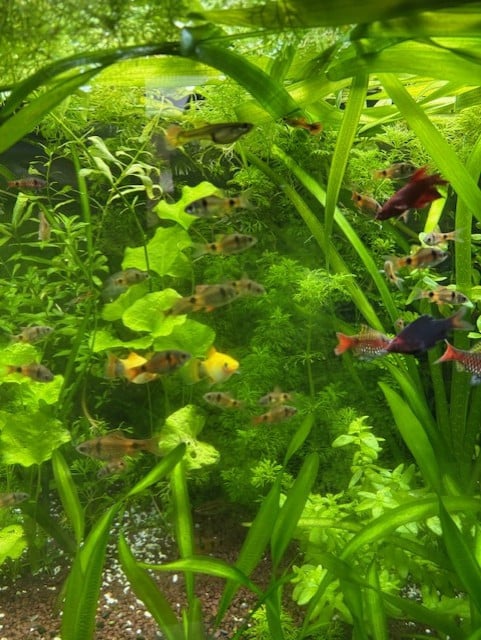 Vissen en planten