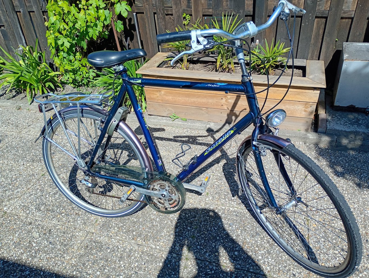 Gazelle medeo
