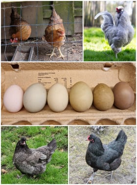 Broedeieren blauwleggers