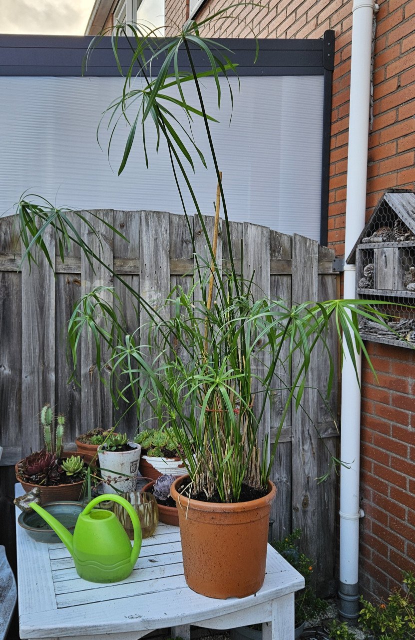 Grote parapluplant
