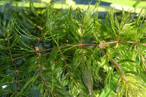 Emmer zuurstofplanten ( Grof Hoornblad ) voor slechts € 5,- ( na afspraak )