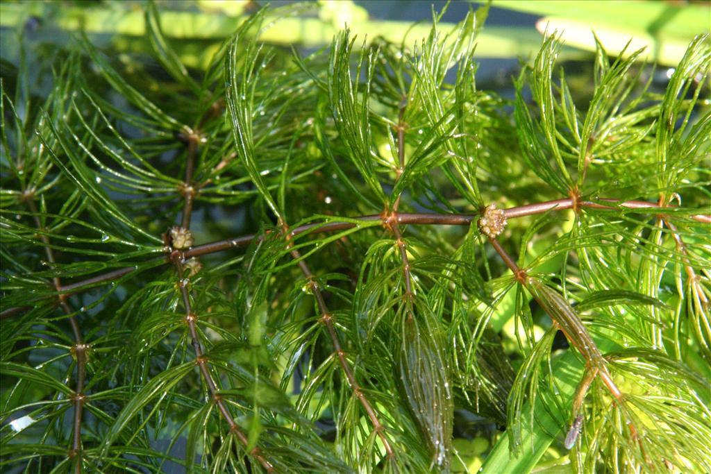 Emmer zuurstofplanten ( Grof Hoornblad ) voor slechts € 5,- ( na afspraak )