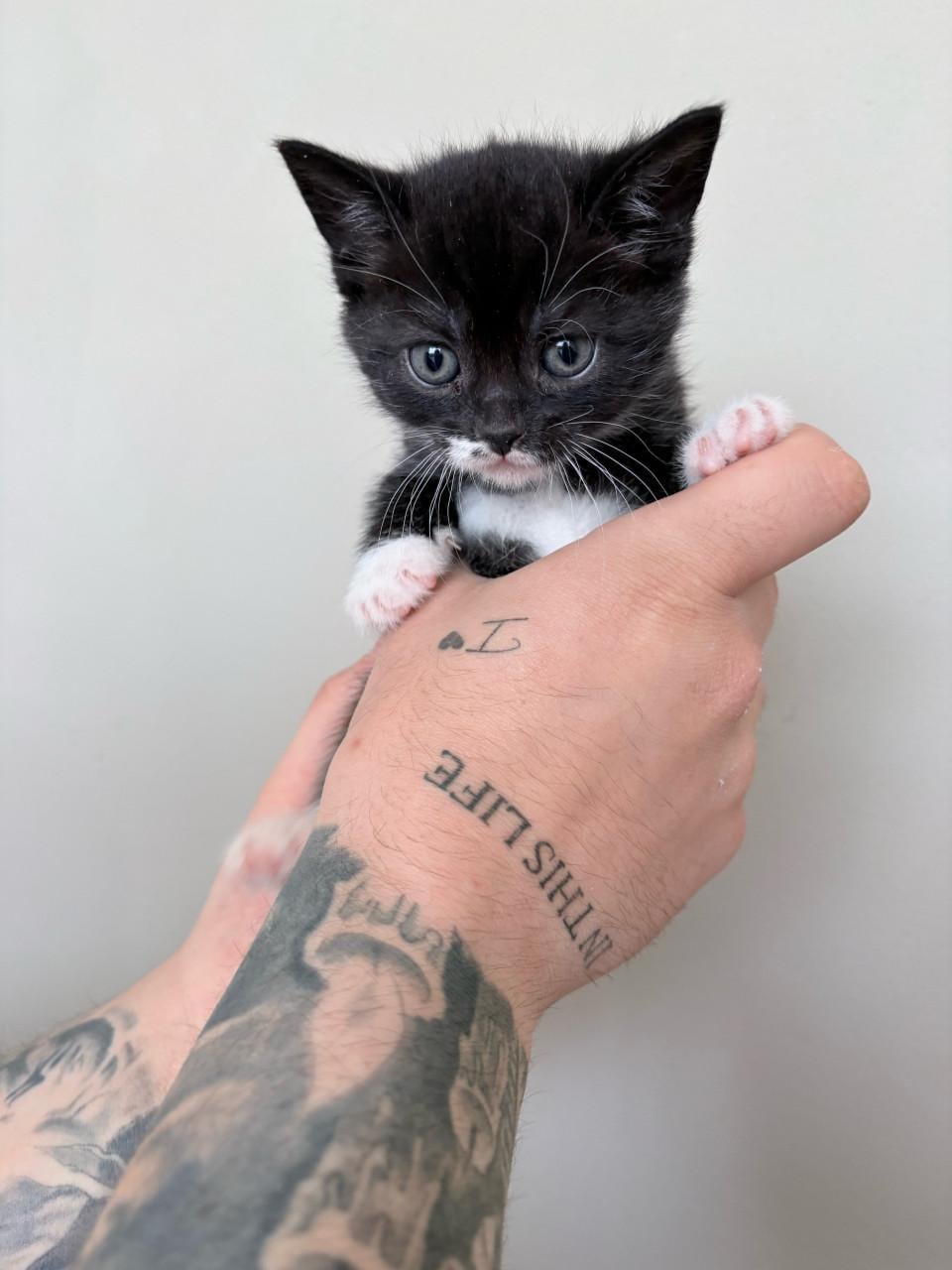 Britse korthaar/europse korthaar kittens.