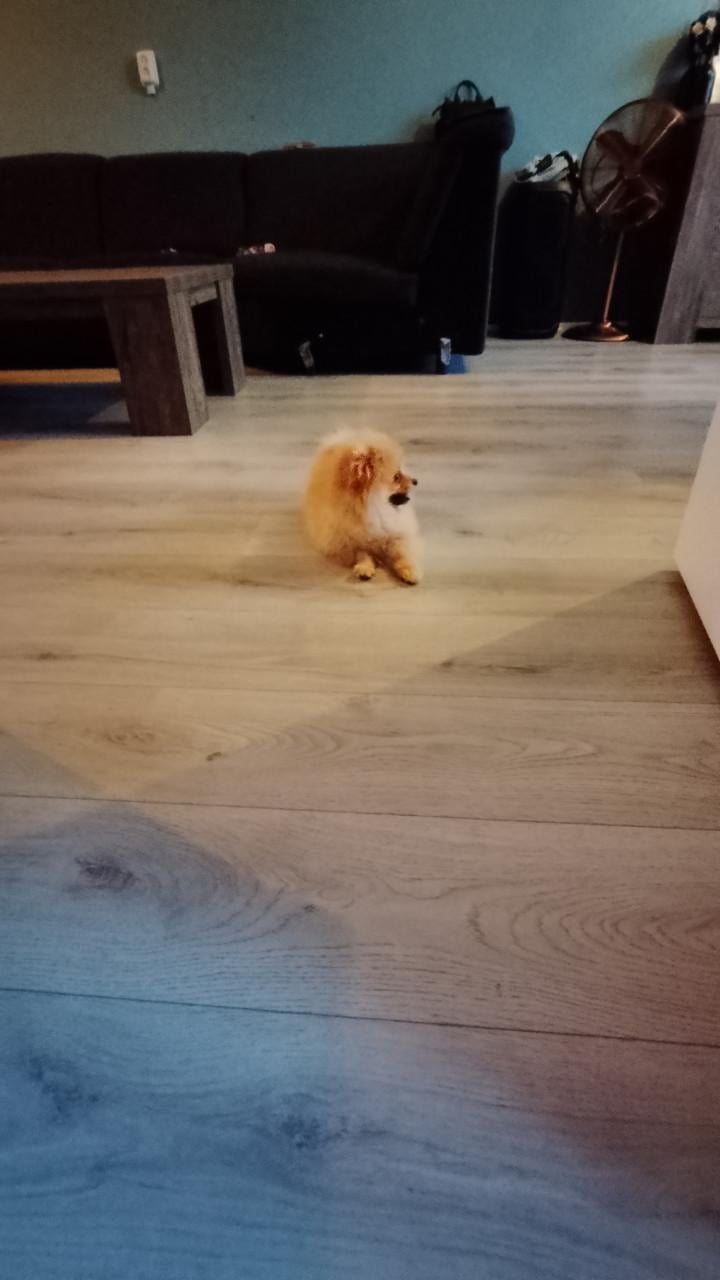 Pomeriaan pup