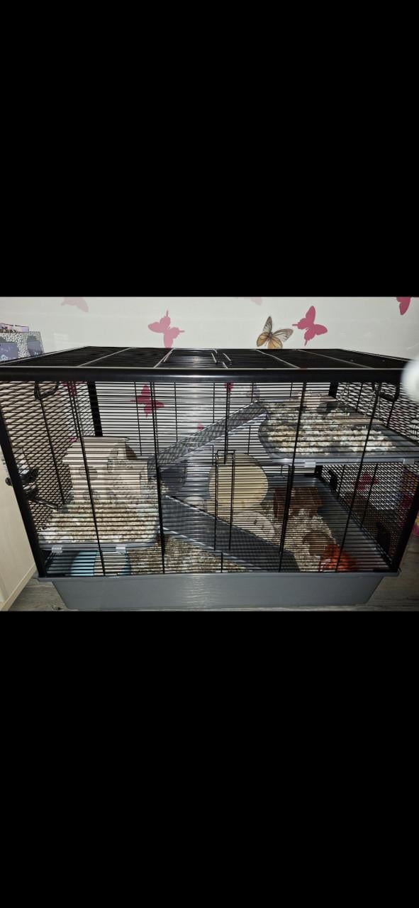 Hamsterkooi
